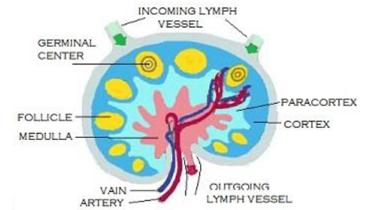 NEET Biology Body Fluids and Circulation Chapter Notes-12