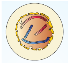 NEET Biology Cell Division Notes-2