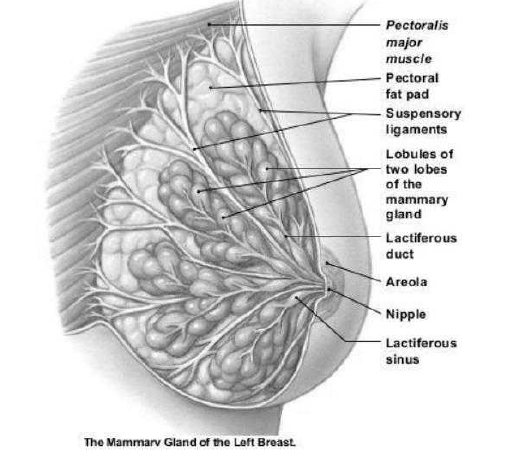NEET Biology Human Reproduction and Embryonic Development Chapter Notes-4