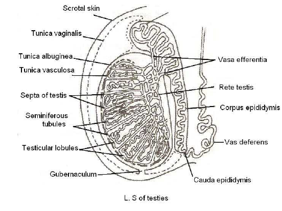 NEET Biology Human Reproduction and Embryonic Development Chapter Notes